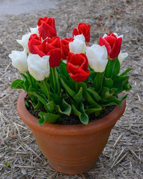 Tulip 'Calgary Red' Bulbs — Buy online at Farmer Gracy UK