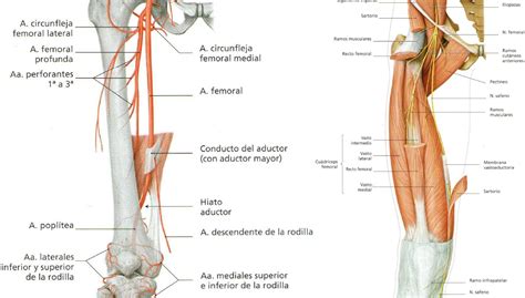 Disección de Muslo Ventromedial Medicina Valera