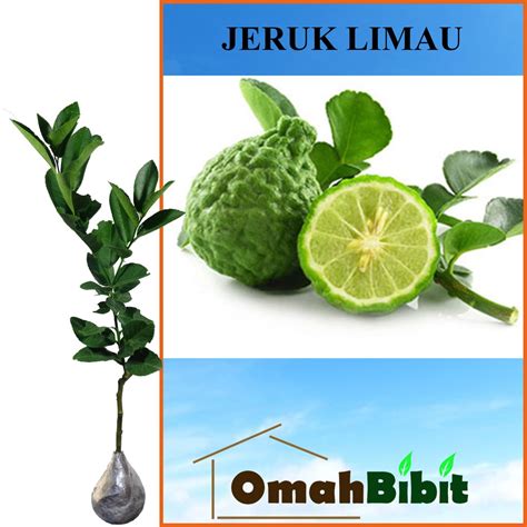 Jual Tanaman Jeruk Limau Sambal Tinggi Cm Shopee Indonesia