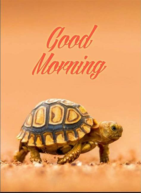 40 Good Morning Turtle Images And S Good Morning Wishes