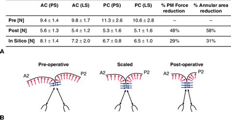 A Average Papillary Muscle Forces On The Papillary Muscle Heads In The