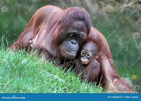 Orangutan mother with baby stock image. Image of cute - 116628475