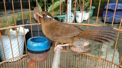 Pancingan Burung Wambi Jantan Gacor Sangat Ampuh Mendongkrak Birahi