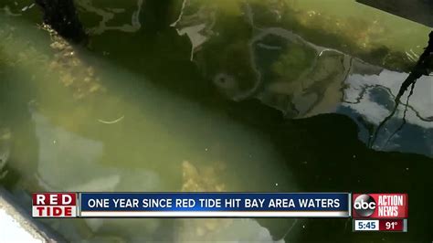 1 Year Later Tampa Bay Red Tide Outbreak