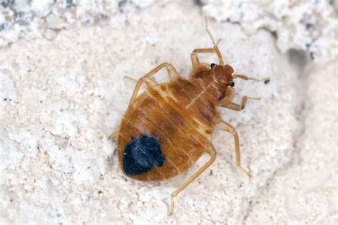 Avista Pest Control Everything You Need To Know About Bed Bug Casings