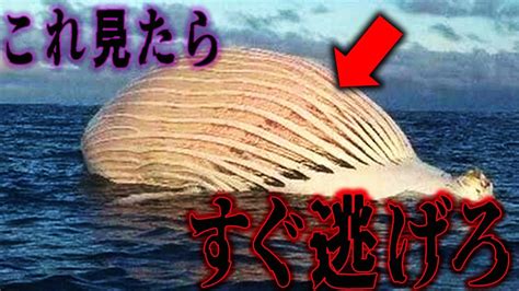 【閲覧注意】2023年最新版！近付いたら危険すぎる生き物7選【ゆっくり解説】 Youtube