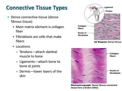 PPT Cells And Tissues Part I Cell Structures PowerPoint