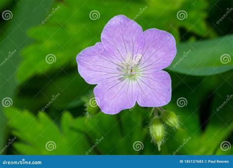 Spotted Geranium Geranium Maculatum Stock Image Image Of Horizontal