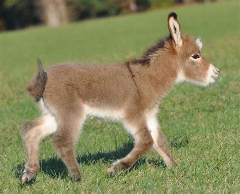 Donkey Foal