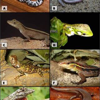 Some species of amphisbaenians and lizards from Barcarena and... | Download Scientific Diagram