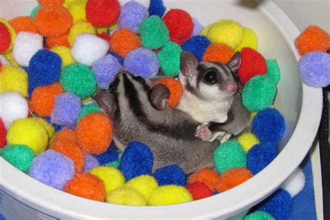 Sugarglider.com - Gliderpedia - Question/What kind of toys can I buy ...