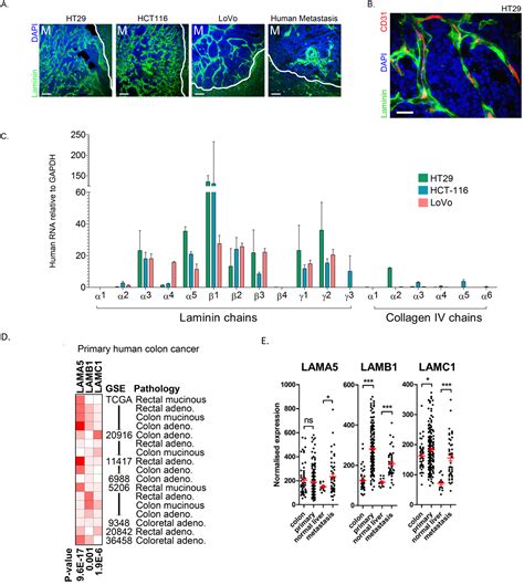 Cancers Free Full Text Tumour Derived Laminin α5 Lama5 Promotes