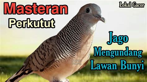 Perkutut Lokal Gacor Suara Besar Paling Jago Mengundang Lawan Bunyi