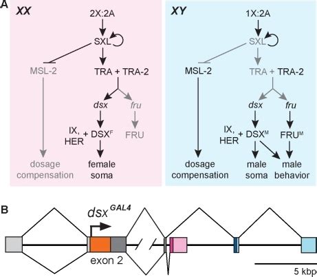 The Drosophila Sex Hierarchy A The Sex Determination Open I