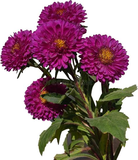 aster flower plant stock photo image  autumn closeup