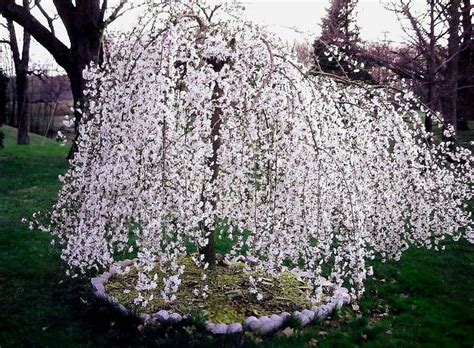 Weeping Yoshino Cherry Tree 25 Pot Plants And Seedlings