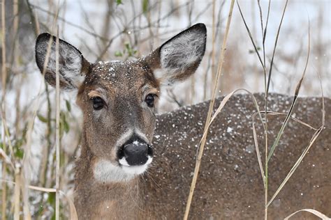 Ohio Hunters Harvest 13,617 Deer in January Muzzleloader Season