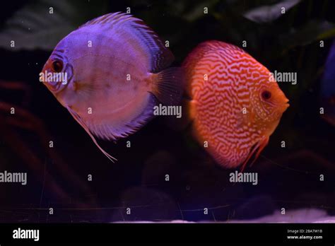 Group Of Discus Fish In Aquarium Multi Colored Tropical Fish