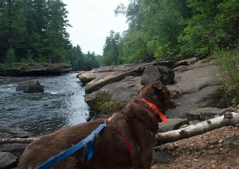 15 Pet-Friendly Resorts in Minnesota for Fun with Furry Friends (2023)