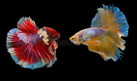 Beautiful Movement Of Yellow Betta Fish Siamese Fighting Fish Betta