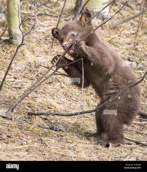 Black Bear Cubs Playing Stock Photo Alamy