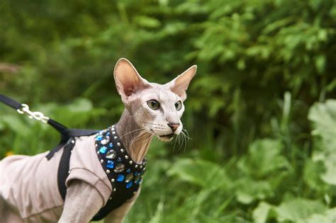 6 Types of Hairless Cats and How to Care For Them | PetMD