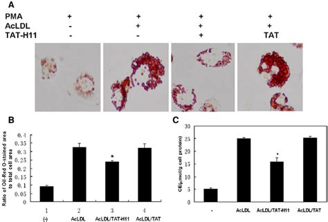 Peptide H Attenuates Lipid Accumulation In Cells A Oil Red O