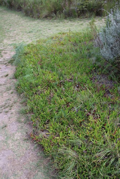 Common Sourfig From Entrance To Noupoort Trail Greyton Nature Reserve