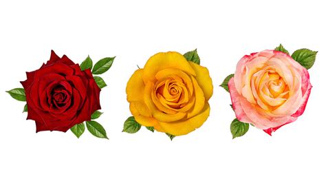 Types Of Rose Flowers And Their Meanings In English - Infoupdate.org