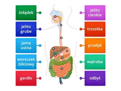 Klasa 7 Biologia Układ pokarmowy Materiały dydaktyczne