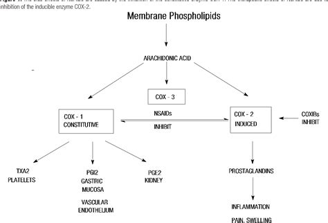 Figure From New Insights Into Cyclooxygenase Isoforms And Cancer