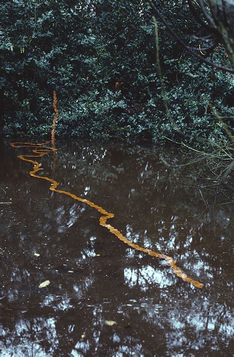 Andy Goldsworthy Leaves In River