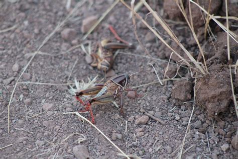 Plains Lubber Grasshopper In October 2021 By Horacio V Barcenas · Inaturalist