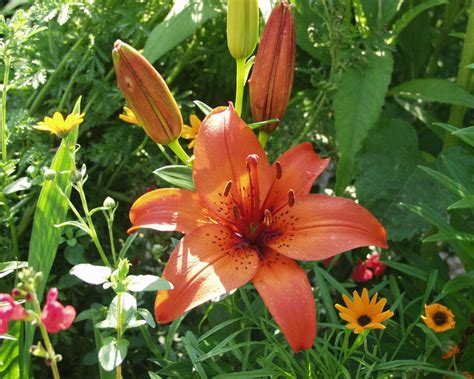 Lilien Pflanzen Und Pflegen Mein Schöner Garten