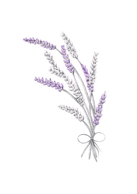 Lavender - Original Artwork / Annabelles Illustrations