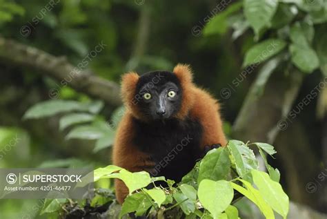 Red Ruffed Lemur Varecia Variegata Ruber Masoala National Park