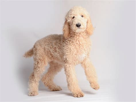 Cream Poodle Puppy