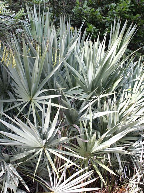 XL Silvery Blue Saw Palmetto Palm Serenoa Repens Urban Tropicals