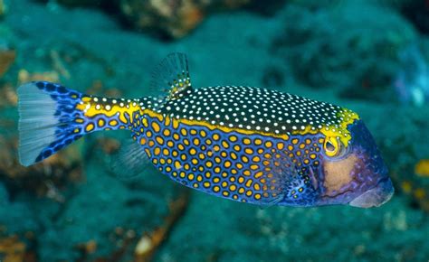 Intriguing Ocean Cubes: A Journey into the World of the Boxfish