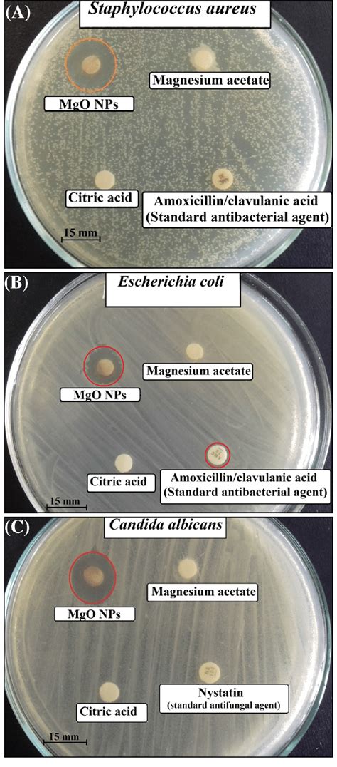 Antibacterial And Antifungal Activities Of Mono Dispersed Mgo