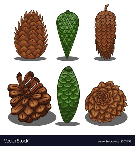 set  fir cones royalty  vector image vectorstock