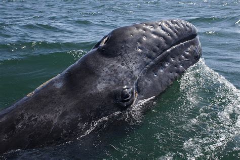 Gray Whale Calf San Ignacio Lagoon Photograph by Hiroya Minakuchi