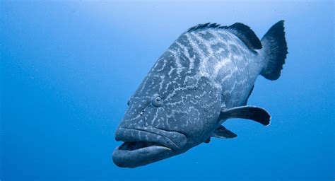 Grouper Fish Or The Anthias Fish Red Sea Blue Ocean Diving Centre