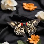 The Symbolic Release Of Butterflies At Funerals Embracing