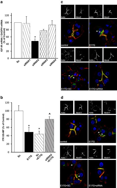 Insulin Like Growth Factor Receptor I IGF 1R Knock Down In