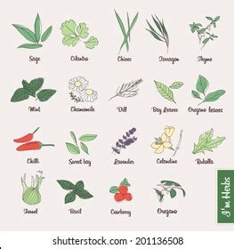 Herbs Hand Drawn Set Vector Stock Vector (Royalty Free) 201136508