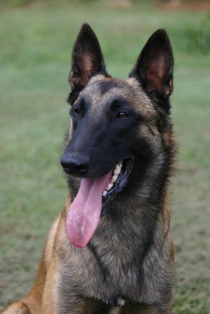 Black And Tan Belgian Malinois