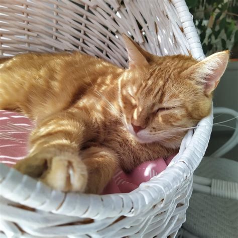 Premium Photo The Ginger Cat Sleeping In The Basket