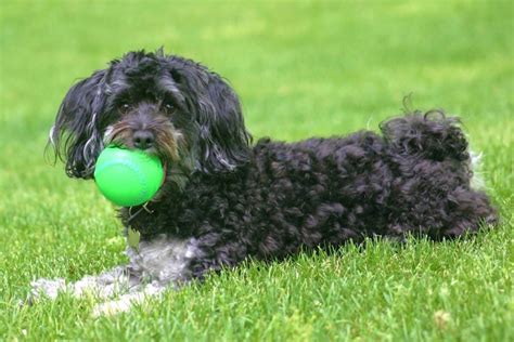 Black Maltipoo: Appearance, Genetics, Pictures & Facts