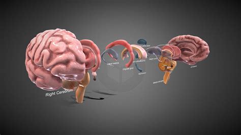 3D Brain Anatomy - Buy Royalty Free 3D model by 3D4SCI [36870e0] - Sketchfab Store